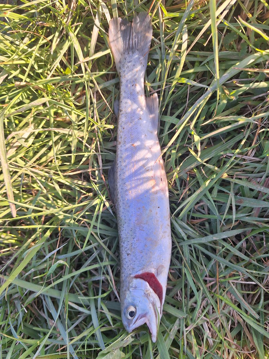 FMO2019's tweet photo. Dinner is served!!! #fmo #final_moment_outdoors #trout #troutfishing #fishing #fishingpa #follow #rainbowtrout https://t.co/dMuXPxvvdW