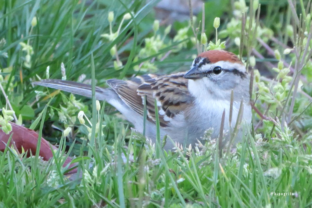 A Chipping Sparrow Long Island, NY #birding