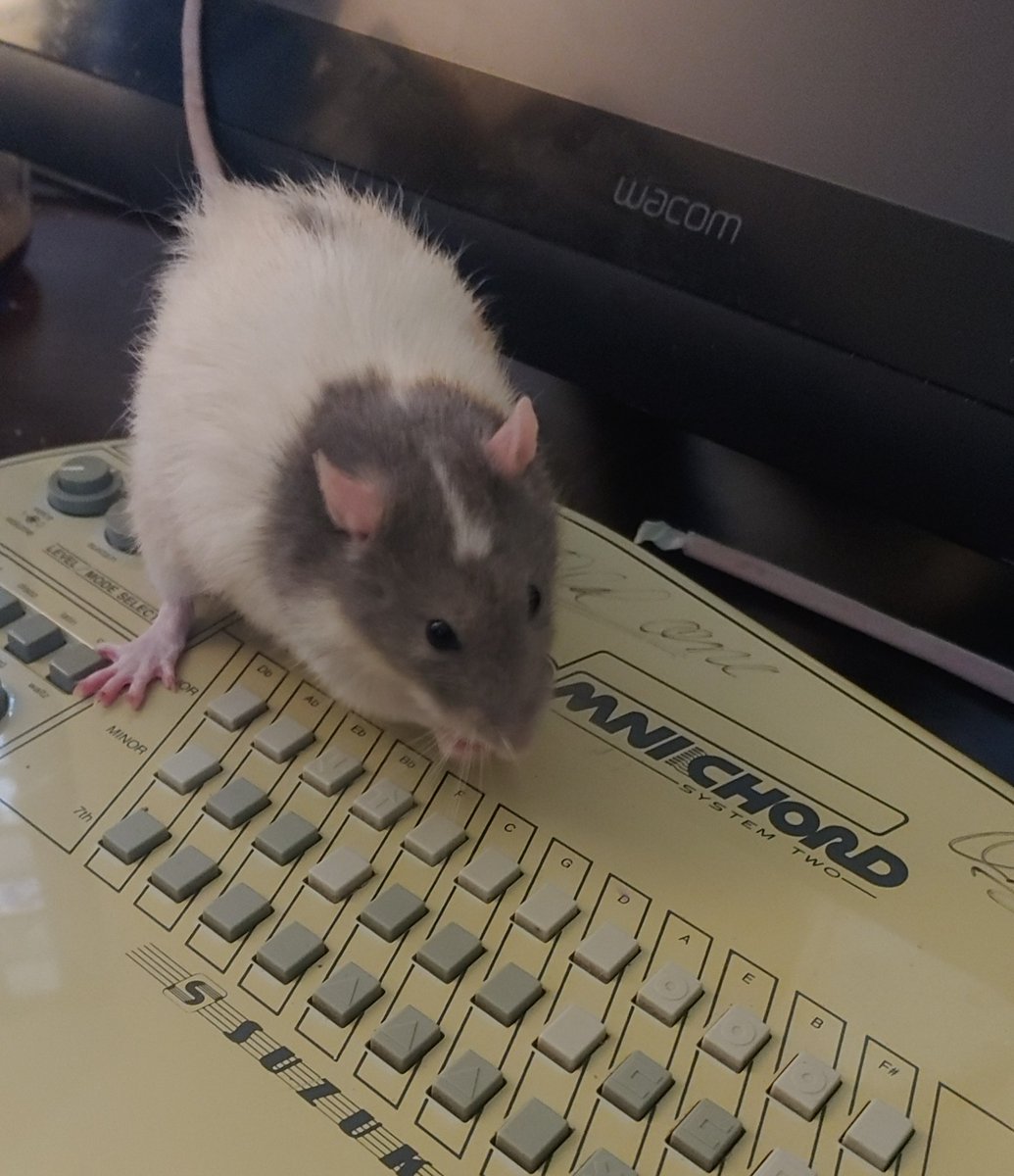 irlfishdog's tweet photo. niko banging out the tunes https://t.co/rPaRRgT74G