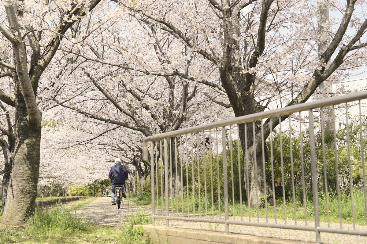 桜、そろそろ見納めですかね。 今年もありがとう。 Nikon Zf Carl Zeiss Makro Planar T* 50mm F2 #NikonZf #カールツァイス #桜 #TLを桜でいっぱいにしよう #スナップ #写真好きな人と繋がりたい #キリトリセカイ #私とニコンで見た世界