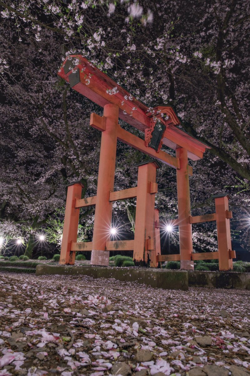 zuma_ike's tweet photo. 夜桜と鳥居 https://t.co/apW5sngZBJ