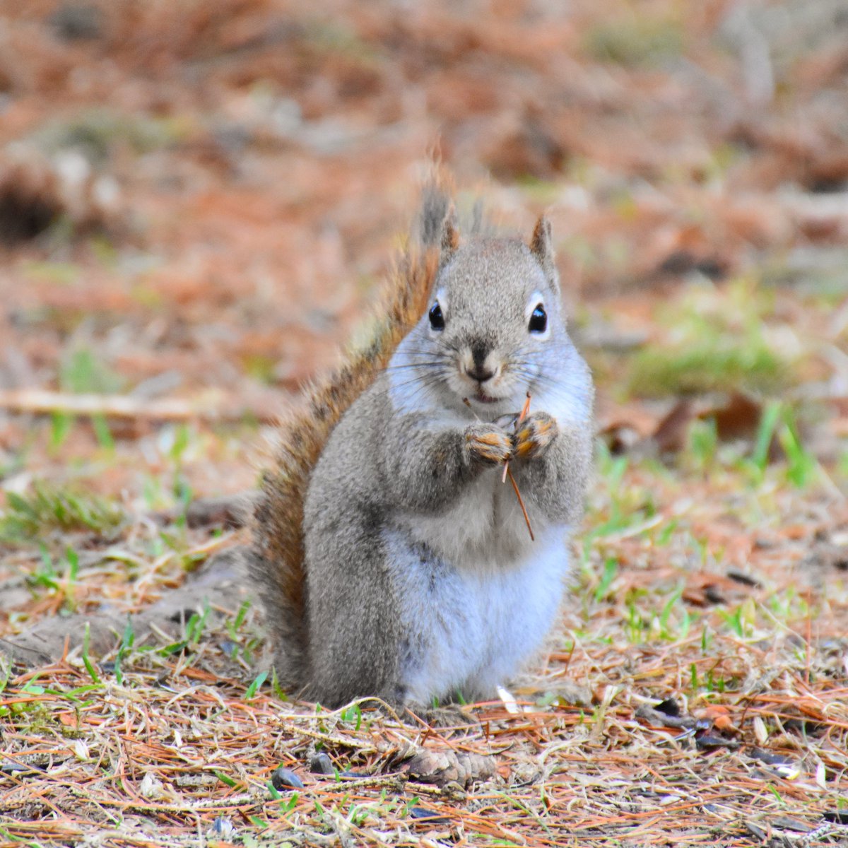 Cute creature of the day!✌😏💫🐿

#squirrel #redsquirrel #wildlife #furryfriend #wildlifephotography #naturewhisperer
