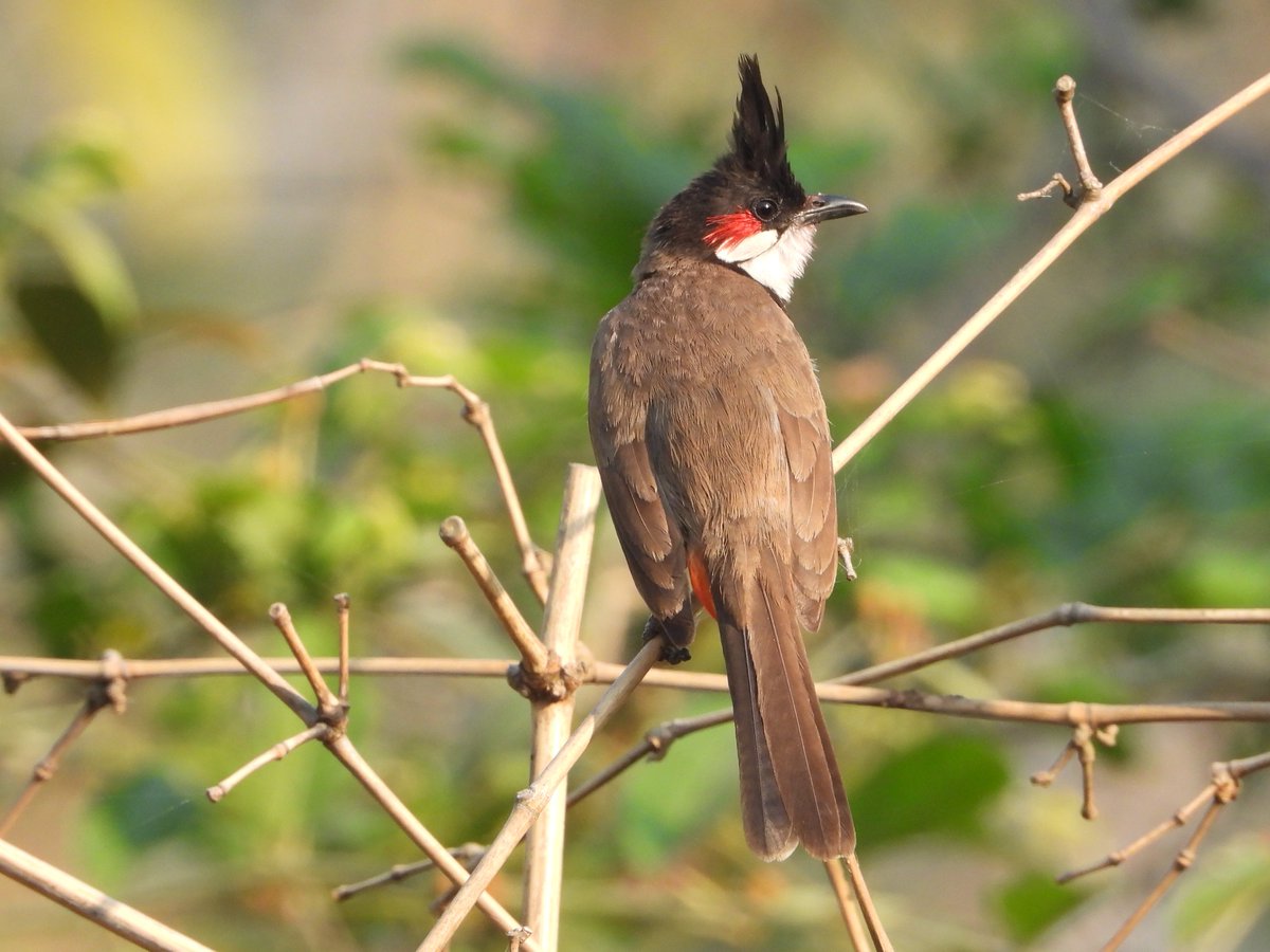 Red-whiskered Bulbul, a common resident & breeding lowlander of Nepal. Due to its beauty, it has been on trade and been introduced to many parts of the world including the USA. Flaring black crest, red whiskers & white underparts are its main ID features. Wishing you a great day!