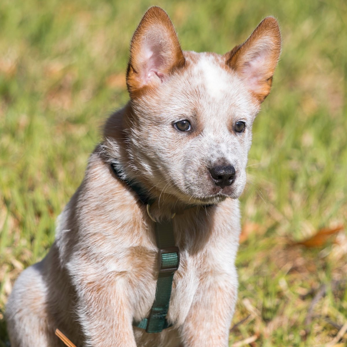 Do you live in Oakland Park, FL? 🌴 Derrick has just expanded his services to your area, offering top-notch pet care and training. 🤗 Drop a comment below or send him a message to learn more! #WiltonManors #FortLauderdale #OaklandPark