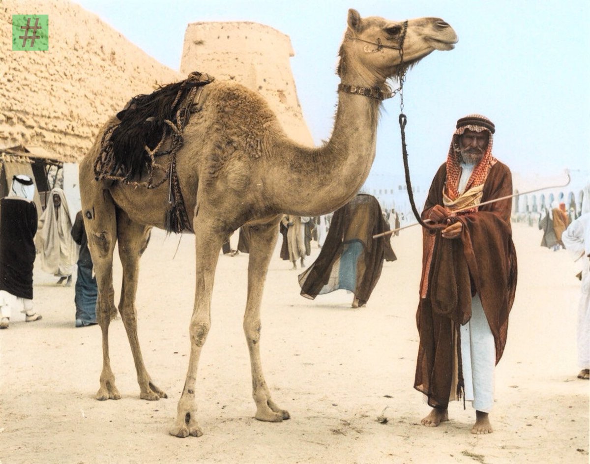 hashalhsa's tweet image. صورة: رجل مع جمله في سوق الخميس في مدينة #الهفوف في محافظة #الأحساء 1949 م

من  @desertlover79