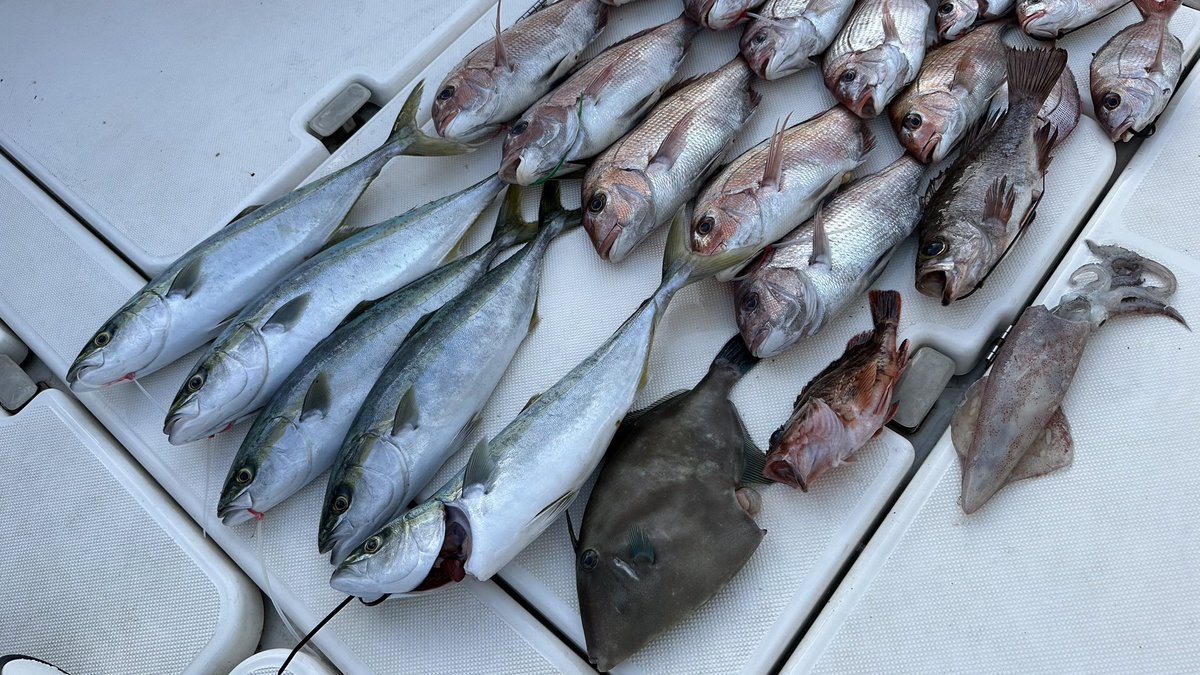 pac_captain2020's tweet photo. 昨日の飯岡沖での釣果です!
#釣り #釣果 #プレジャーボート #マイボート #DFR36 #釣り好きな人と繋がりたい https://t.co/Pgf5lJoS1B