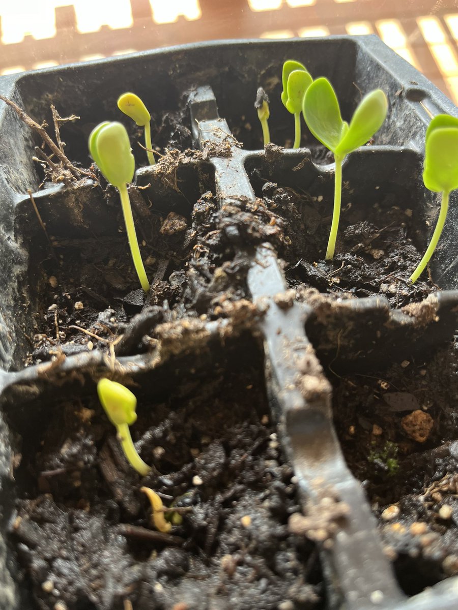 tch567's tweet image. My first Anchan plants 💙 
Aka Butterfly Pea Plant. 

Great for Tea &amp;amp; Dye. 
Many health Benes ✨
Starts blue , purple if u add citrus 
💜
Grow in hot weather so I started them indoors. 
Will see if I can acclimate them to cooler climate 🤓

#SelfSustainability 
#SelfSovereignty