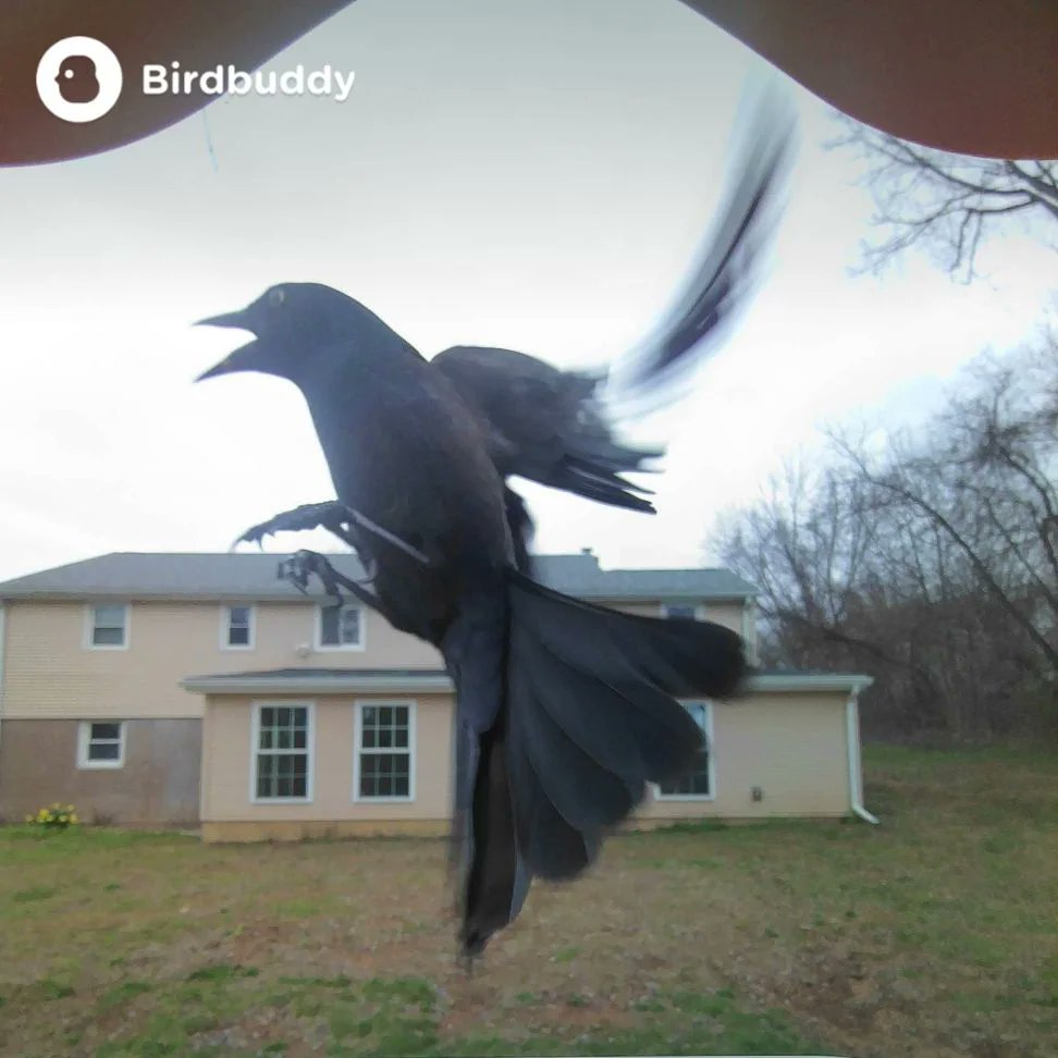 Some in-flight #BirdBuddy action. #Birds