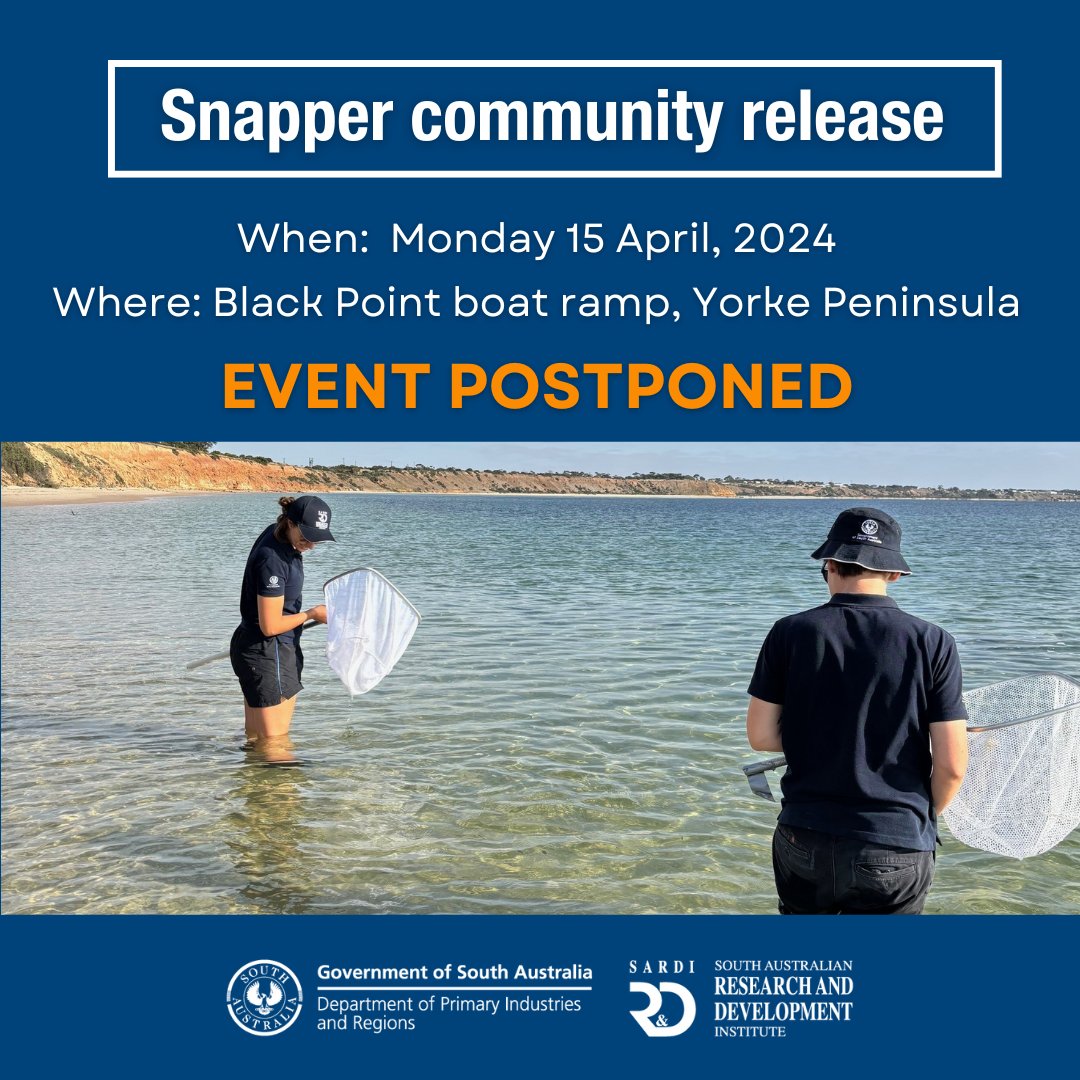 🐟 Unfortunately, our planned release of thousands of juvenile Snapper (fingerlings) at Black Point, Yorke Peninsula on Monday 15 April, has been postponed until further notice. Please standby for a revised date announcement. #SARDIResearch #SnapperRecovery @FRDCAustralia