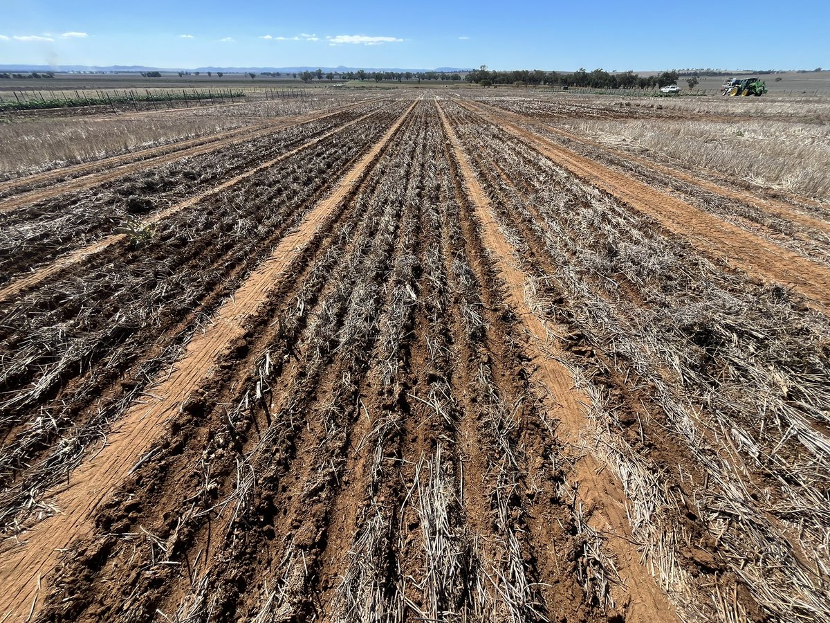 Top job Gabe managing the @CSIRO @theGRDC Greenethorpe Farm Systems experiment 2024-27. Early sown “to-be” grazed Feast powering away. Early un-grazed Feast, Benatas vetch/Oat mix & Illabo being sown into heavy stubble. 7th experiment yr (3rd phase) for all systems. Lots to learn