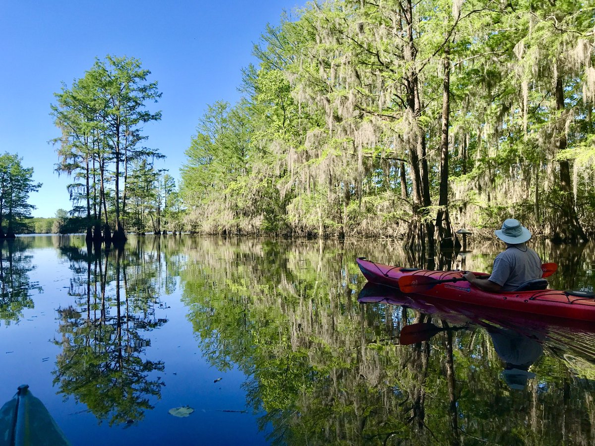Sparkleberry Swamp, South Carolina, today