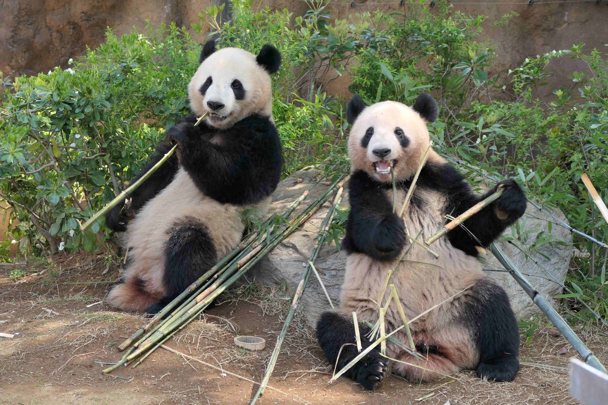 おはようございます。 
今朝の動物たちの様子をお届けします。 

#ジャイアントパンダ 
#朝の上野動物園