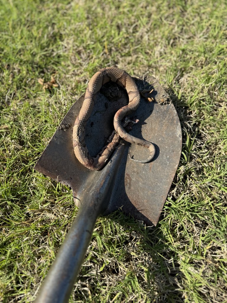 Shan Shariff tweet media