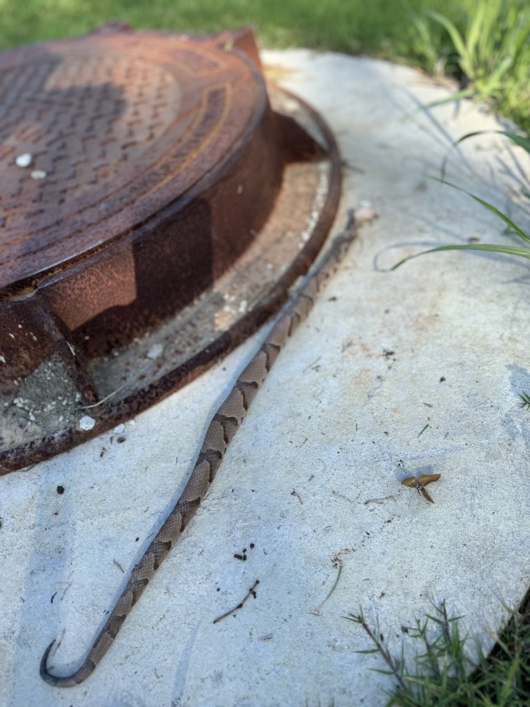 Shan Shariff tweet media