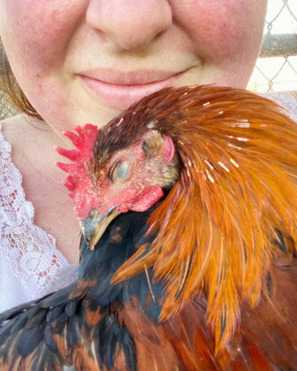 Big day for Solo, my single winter hatchling laughing chicken, as he moved into the big run! He was nervous and just wanted cuddles… My mama hen shaped heart 🥺