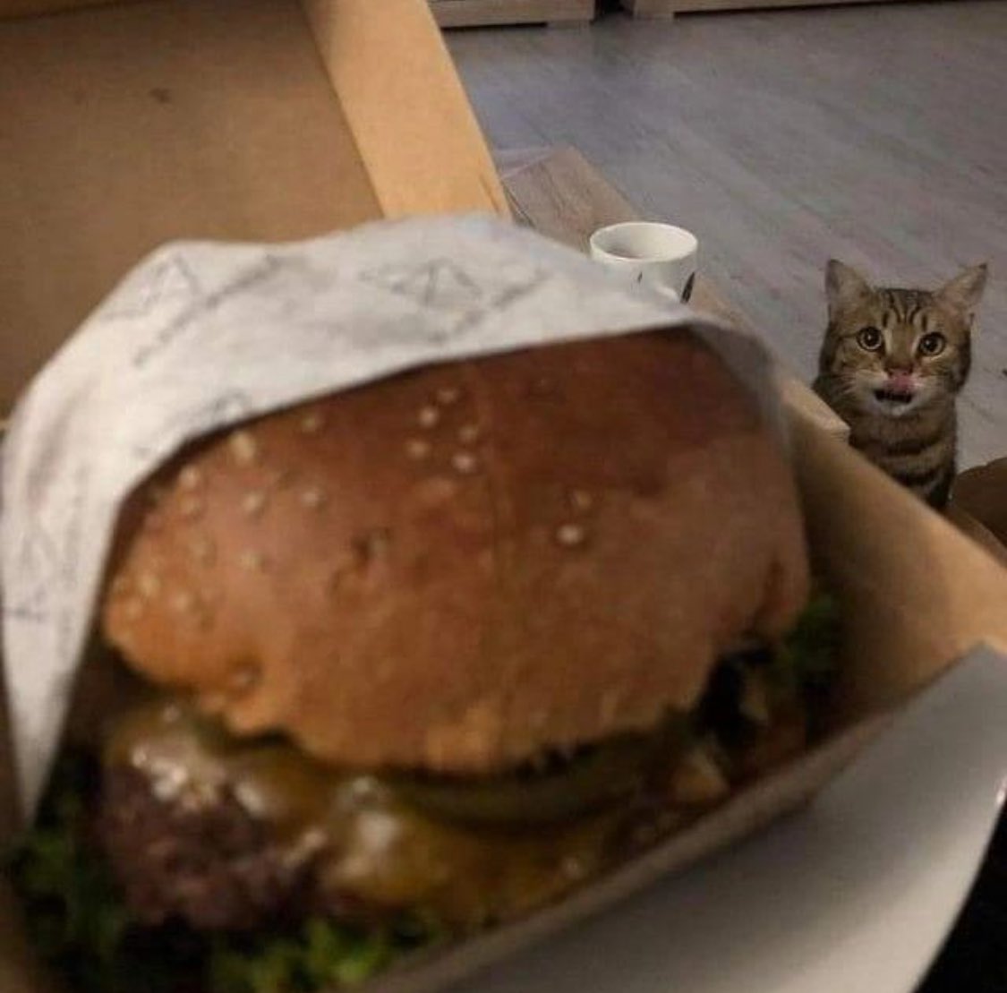 PunchingCat's tweet photo. mmm cheeseburger https://t.co/ytQn0bJ2tg