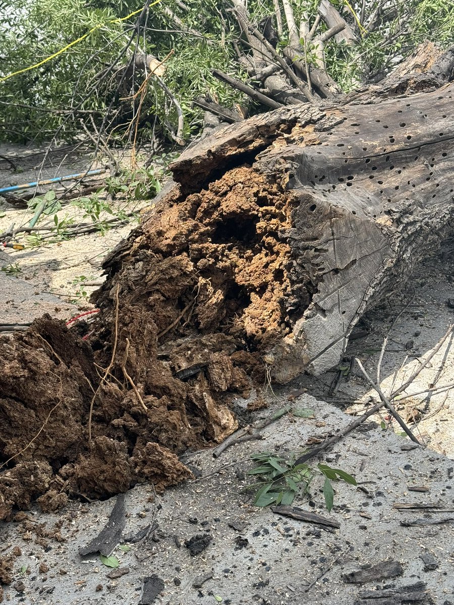 elwillybarsa's tweet photo. @Cicmty @municipiodegpe @PCGPE Muchas Gracias por su apoyo ya vinieron a tirar el aArbol que estaba a punto de caer
Ya solo faltará el apoyo para el retiro de Ramas y tronco!! https://t.co/NrUlKnr7qI