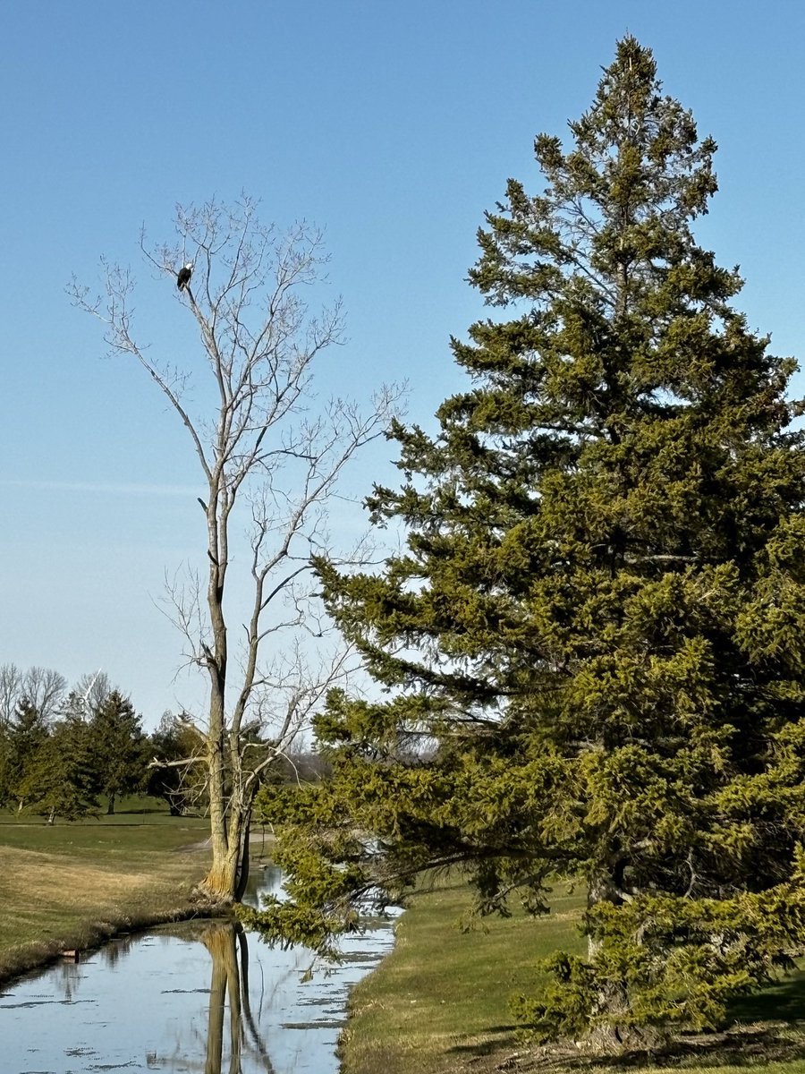 DeerRunGolf's tweet photo. Always an amazing site to see here at Deer Run! This one makes an appearance quite frequently. 🦅⛳️ https://t.co/J5XHbifoLc