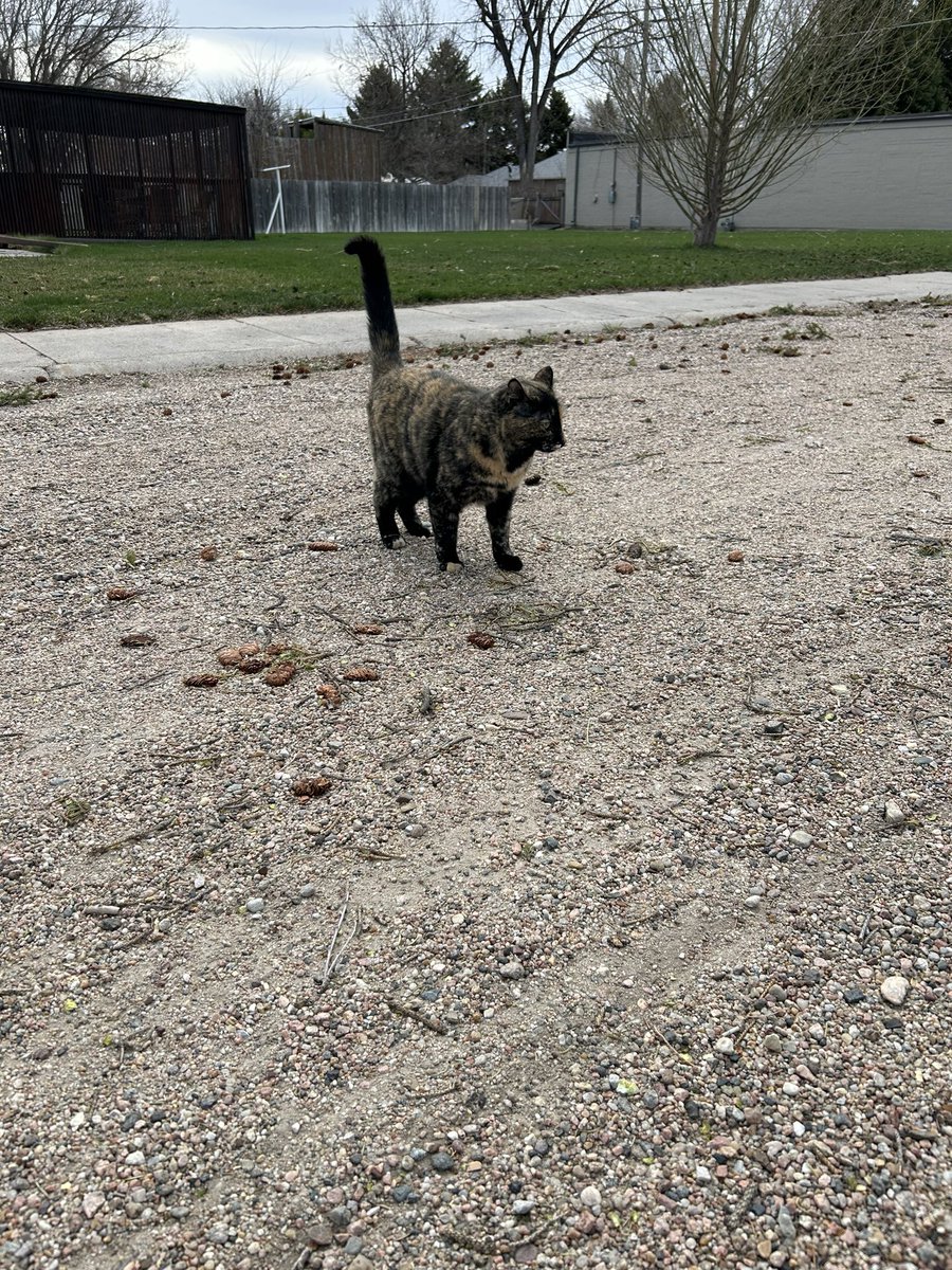 This morning, I went to check on a relative, and on the way there, I saw a woman walking three dogs. A cat was walking behind her. I said hello to her and she told me the cat was hers. “The cat wanted to take a walk too.” The cat’s name is Squirrel. We made friends :)