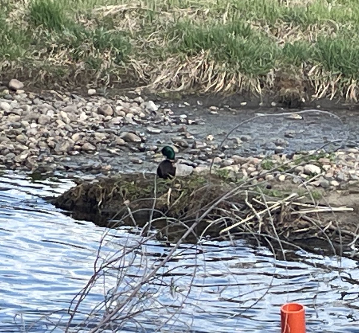 Sorry I’ve been so combative on Twitter lately I won’t be changing my behavior but here’s a bad picture of a duck I saw on my walk home as consolation 😸😸