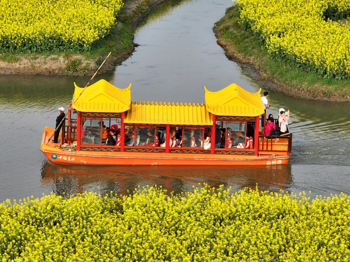 #ChinaCanvas The rapeseed flowers in Xinghua city, Jiangsu province are in full bloom, painting the landscape with a sea of golden hues. And now is the perfect time for leisurely walks and flower appreciation! #travel