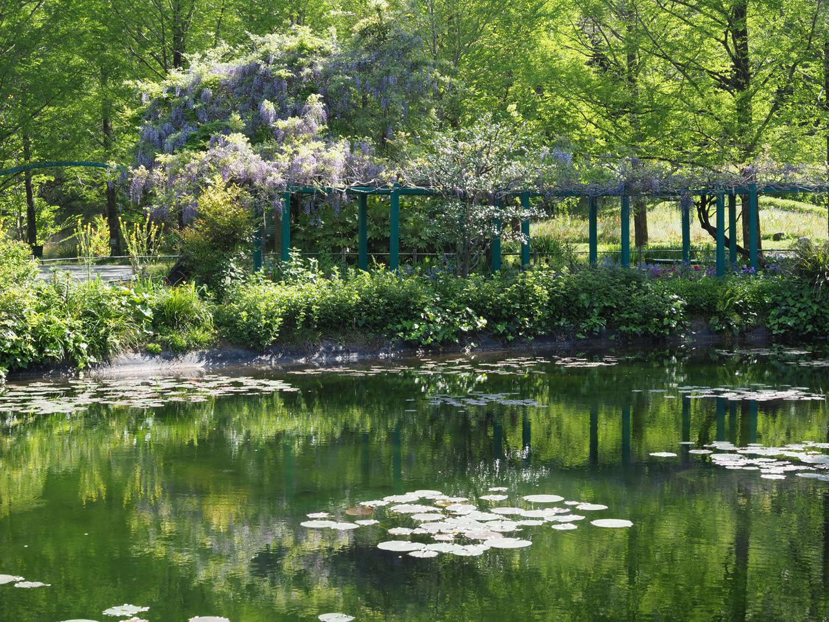 先月まで裸木じゃったメタセコイア。 新緑のグリーンが心地良いのぅ。 #モネの庭