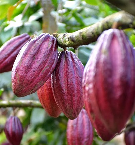 La Ciencia del Cacao es la experiencia de Paria, Edo Sucre. ¡Sublime! #CienciaParaLaVida