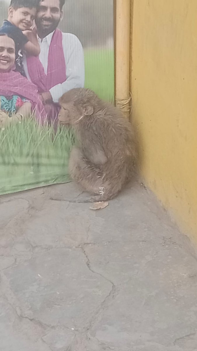 Yesterday evening, we got information that a baby monkey was in an unwell condition in Kosikala district Mathura and was unable to walk. As soon as we got the information, we dispatched a team to rescue the monkey and took it to Aastha Animal Hospital, Faridabad for treatment.