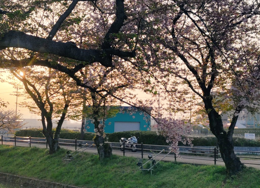 cbr660rr's tweet photo. 散った桜も良き😁
#桜
#バイク乗りと繋がりたい #バイクのある風景 #バイク好きと繋がりたい #バイクのある生活 #バイク旅 https://t.co/ElAPnUO0vp