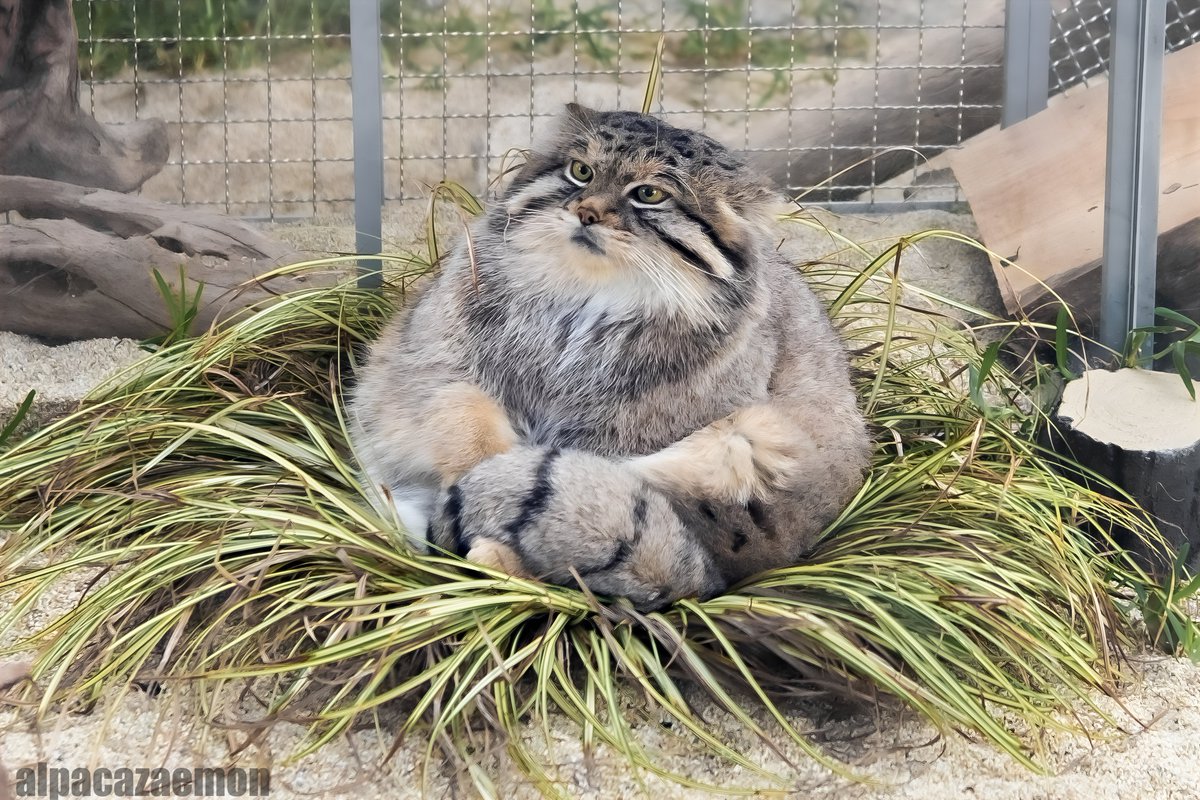 マヌルネコのレフくん🐾 足とか手がどーなってるかわからんけど 草の上に座ってます🐾