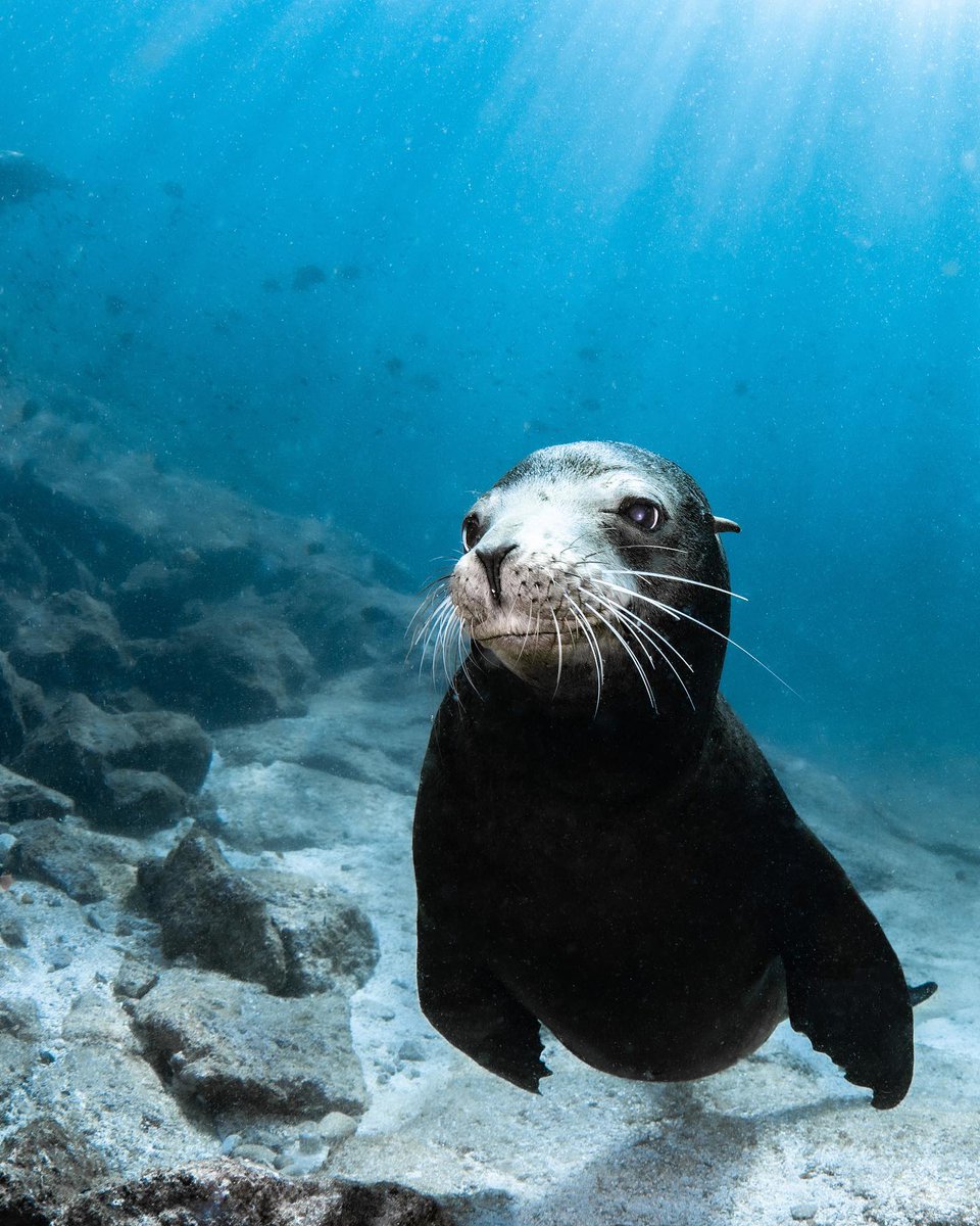 ダイバーになると、アシカと一緒に潜る楽しくて珍しい体験が待っています！ 📸 IG @ kinakomochi1127 📍メキシコ  #PADIJapan #スキューバダイビング #アシカ #メキシコダイビング, image size:960x1200