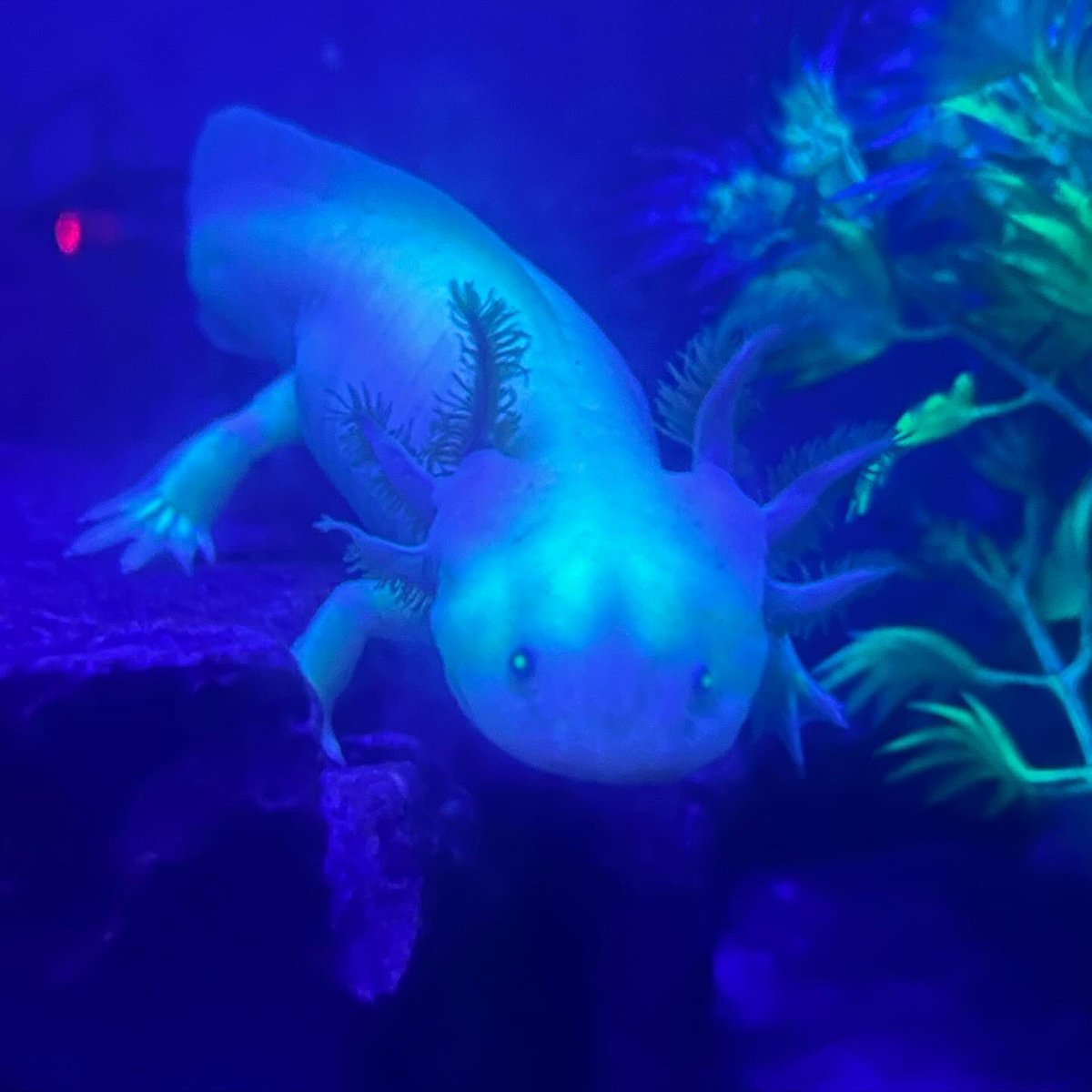 normal light vs black light on one of my axolotls!