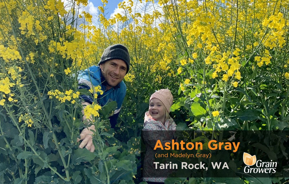 #PaddockPerspective 🚜 Ashton Gray and his family farm 7500 hectares of crop in Tarin Rock, WA. 🌱 ➡️ Read Ashton's story here: ggl.pub/43U4rlo #ausag #agriculture #farming #australia #aussiefarmers #grains #farmlife #ag