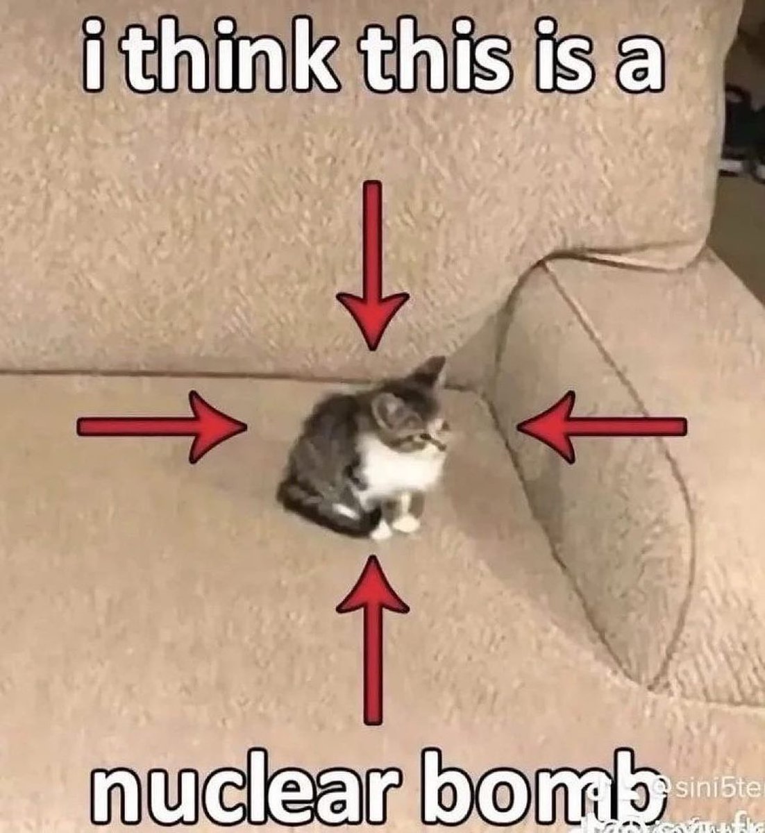 Punch Cat (@punchingcat) on Twitter photo 