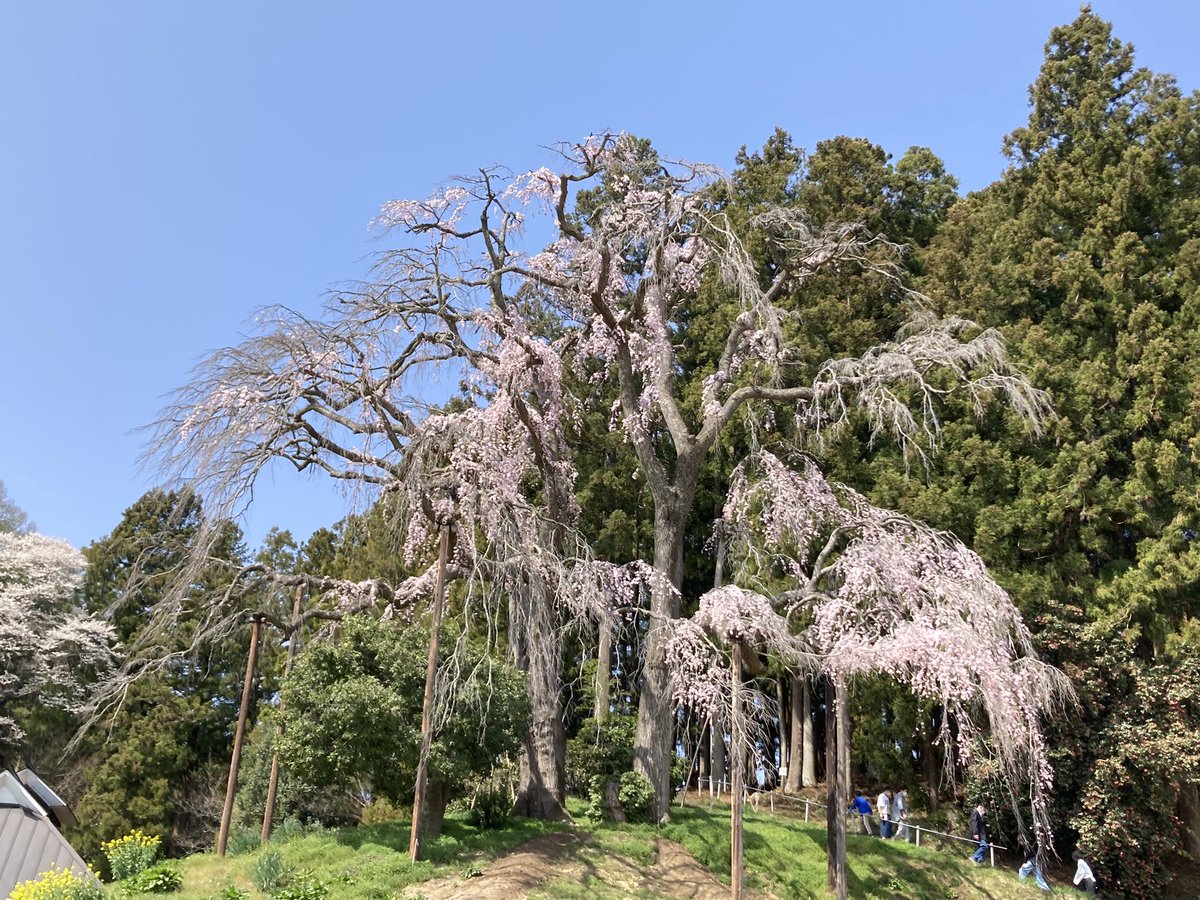 今季の満開の姿は寂しい、痛ましい、見違えた、ガッカリした…といったお声が多く聞こえてきます。樹木医の指示のもと数年計画で樹勢回復の施術を実施中です。ご理解、ご協力をよろしくお願い申し上げます。 #二本松の桜　#桜ライトアップ