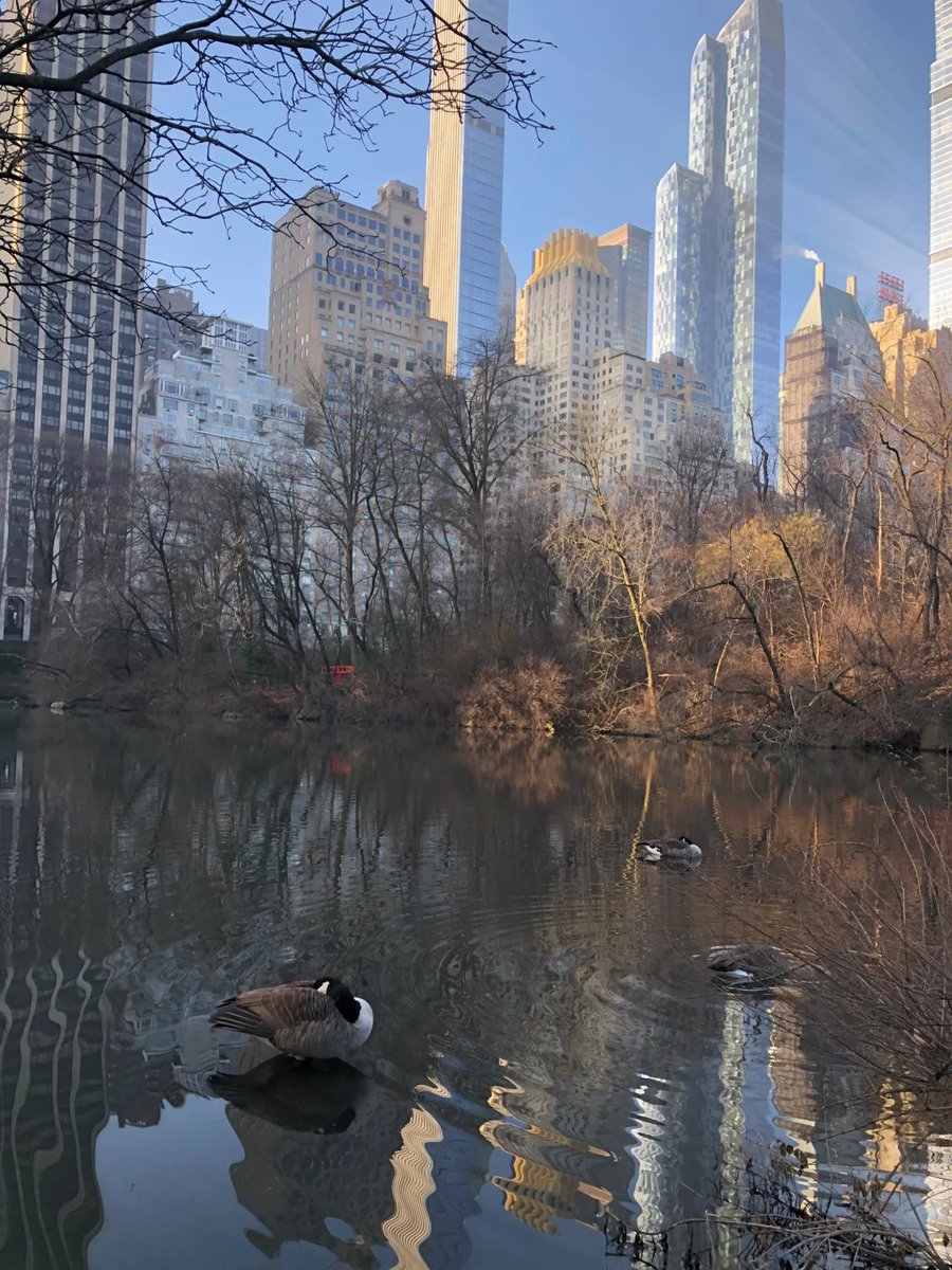 Richcscarrell's tweet image. Tidlig morgen i New York
#Central Park, New York