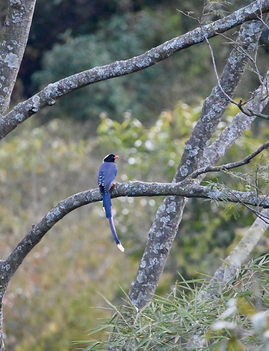 #1482 As I saw it!! 

#dailypic #IndiAves #TwitterNatureCommunity #birdwatching #ThePhotoHour #BBCWildlifePOTD #natgeoindia