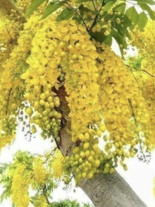 No matter what stimulating imaginations you grow up in, No matter what mechanized world you live in, let the twilight, aroma, and love of the village and yellow blooms of the golden shower tree be in your mind... Happy Vishu