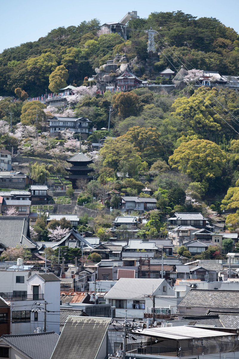 尾道市役所屋上デッキから見る千光寺一帯の春風景

#onomichi #尾道