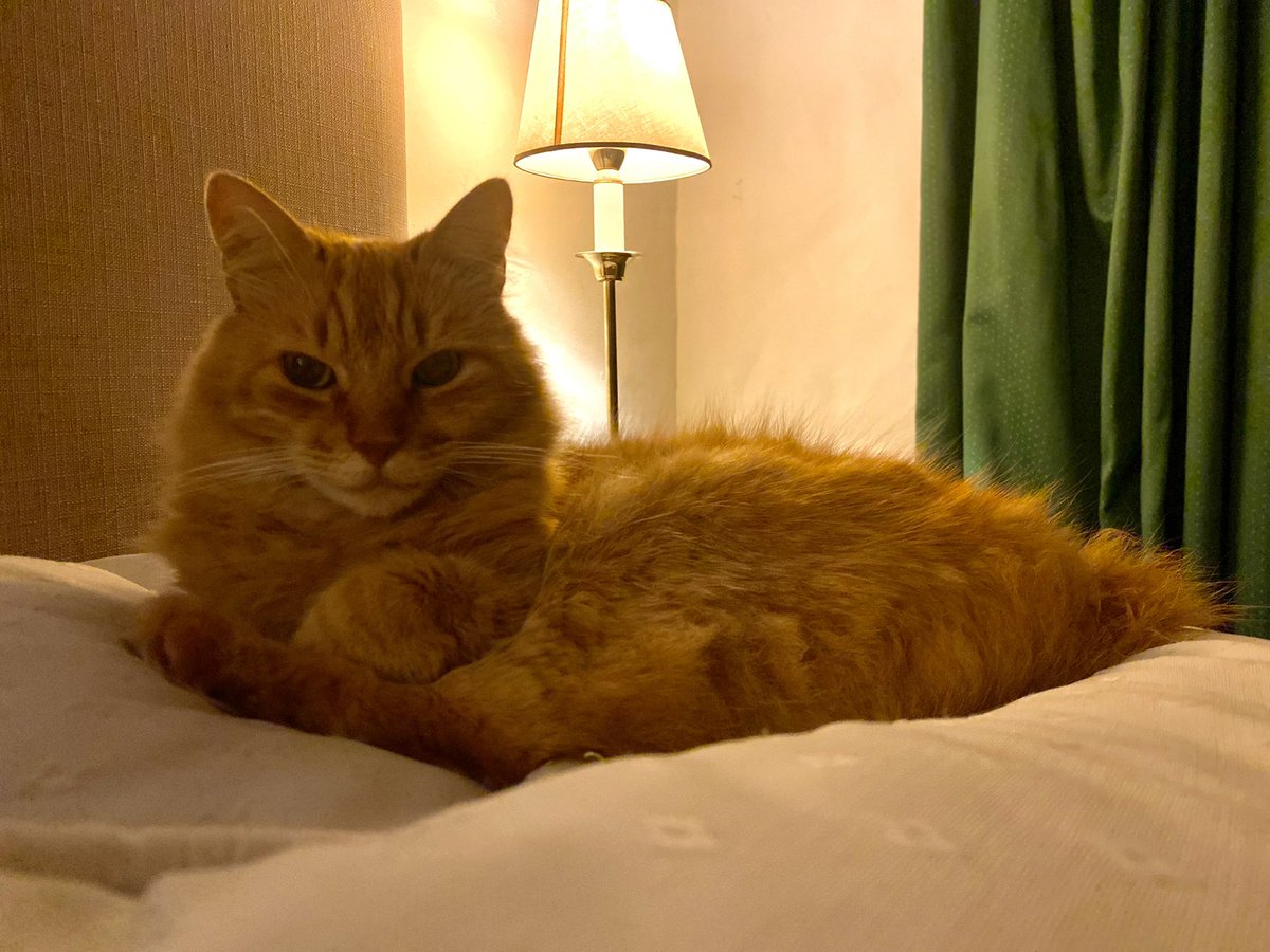 El otoño en una foto. 
Señor gato deja los techos por la cama más grande de la casa 👑
