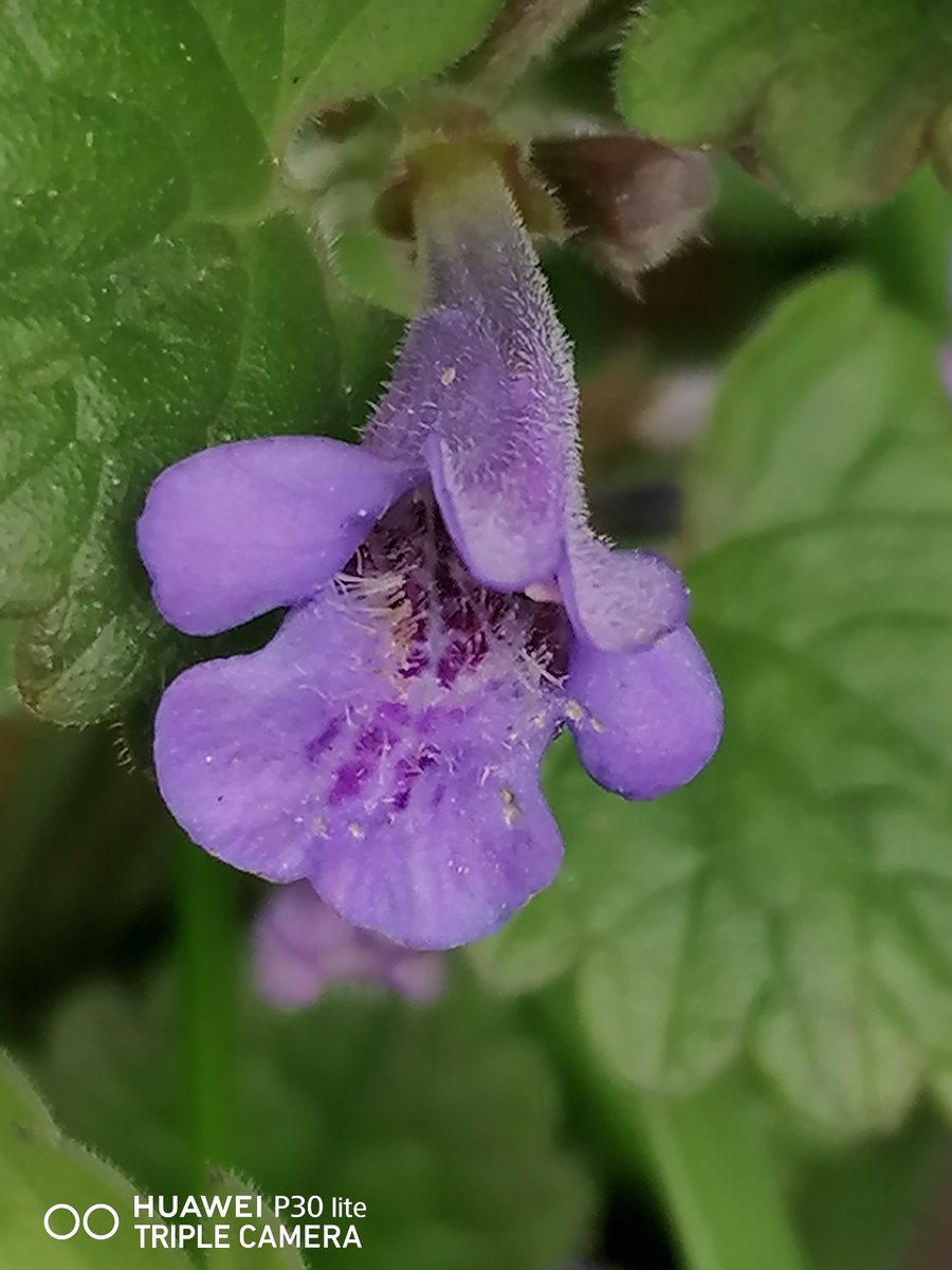 Lovely to see Ground-ivy Glechoma hederacea, with its Purple Orchid-like lower lip markings. Used in aromatherapy as a natural insect repellent, essential oils repel mosquitos & ticks. Plant also Bacteria and Fungi resistant @BSBIbotany @wildflower_hour #wildflowerhour