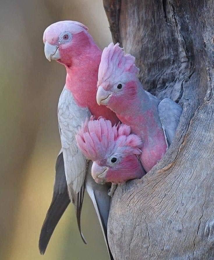 Pink cockatoo