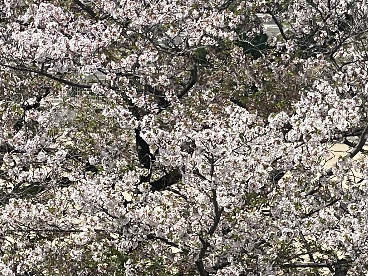 akigto's tweet photo. 桜はそろそろ… https://t.co/KvTivYh0yU