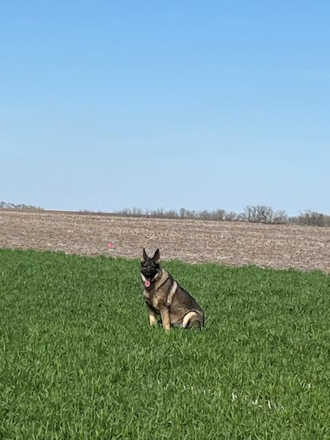 The Extension NOPP research team in Southern WI is studying the optimum N rate for corn grain production following soybean with a cereal rye cover crop. The team collected soil nitrate and cereal rye biomass samples today and appreciated the company of our Extension dog, Emjay!
