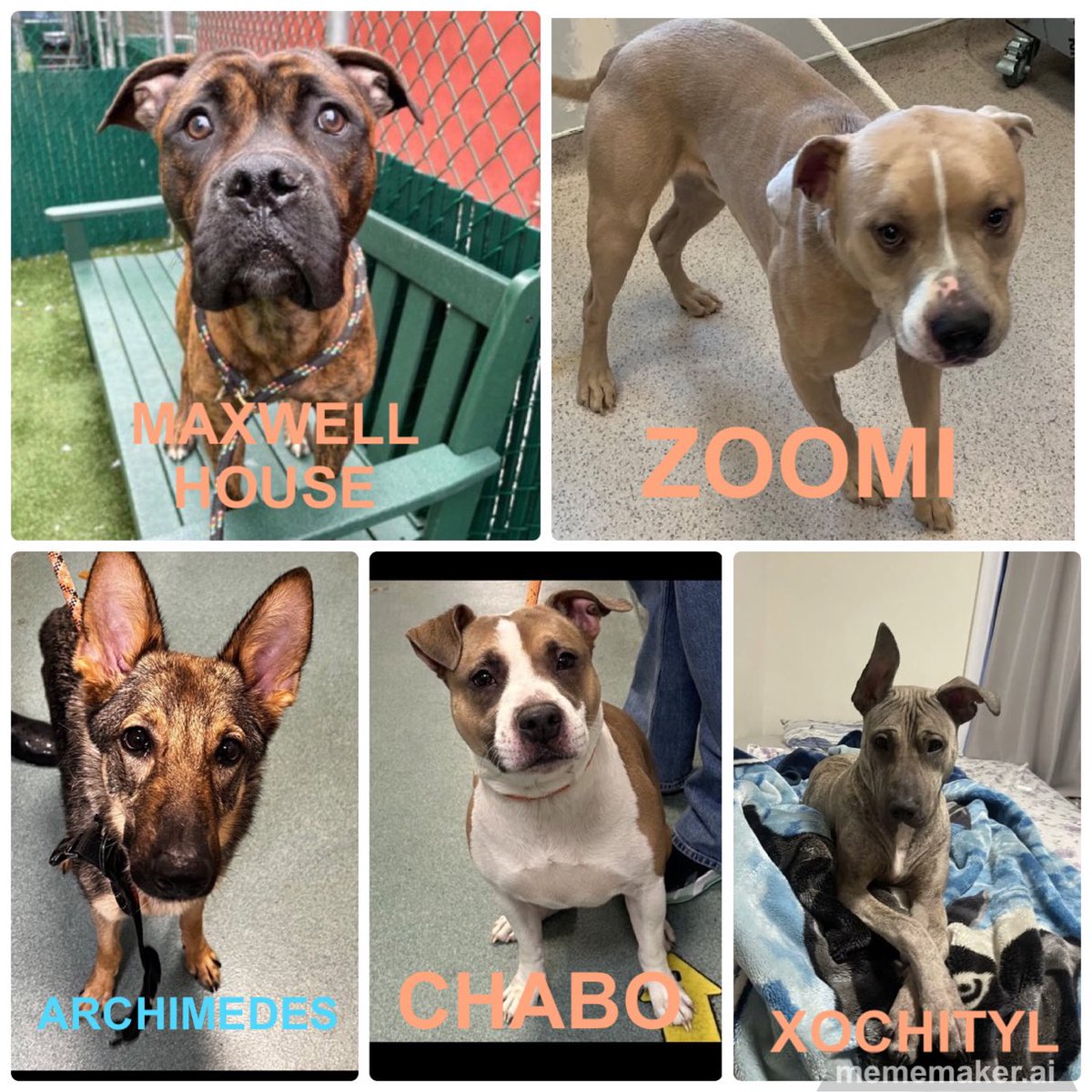 🆘🆘ACTIVE KILL☠️ COMMANDS #NYCACC All pups 🐶 need a #FOSTER as #RESQ only 🙏🙏 ❤️‍🩹MAXWELL HOUSE 2yrs ❤️‍🩹ZOOMI. 3yrs ❤️‍🩹ARCHIMEDES 1yr ❤️‍🩹CHABO. 4yrs ❤️‍🩹XOCHITYL. 1yr PLEASE #RT #PLEDGE #FOSTER 📧nycdogslivesmatter@gmail.com DM @notthesameone2