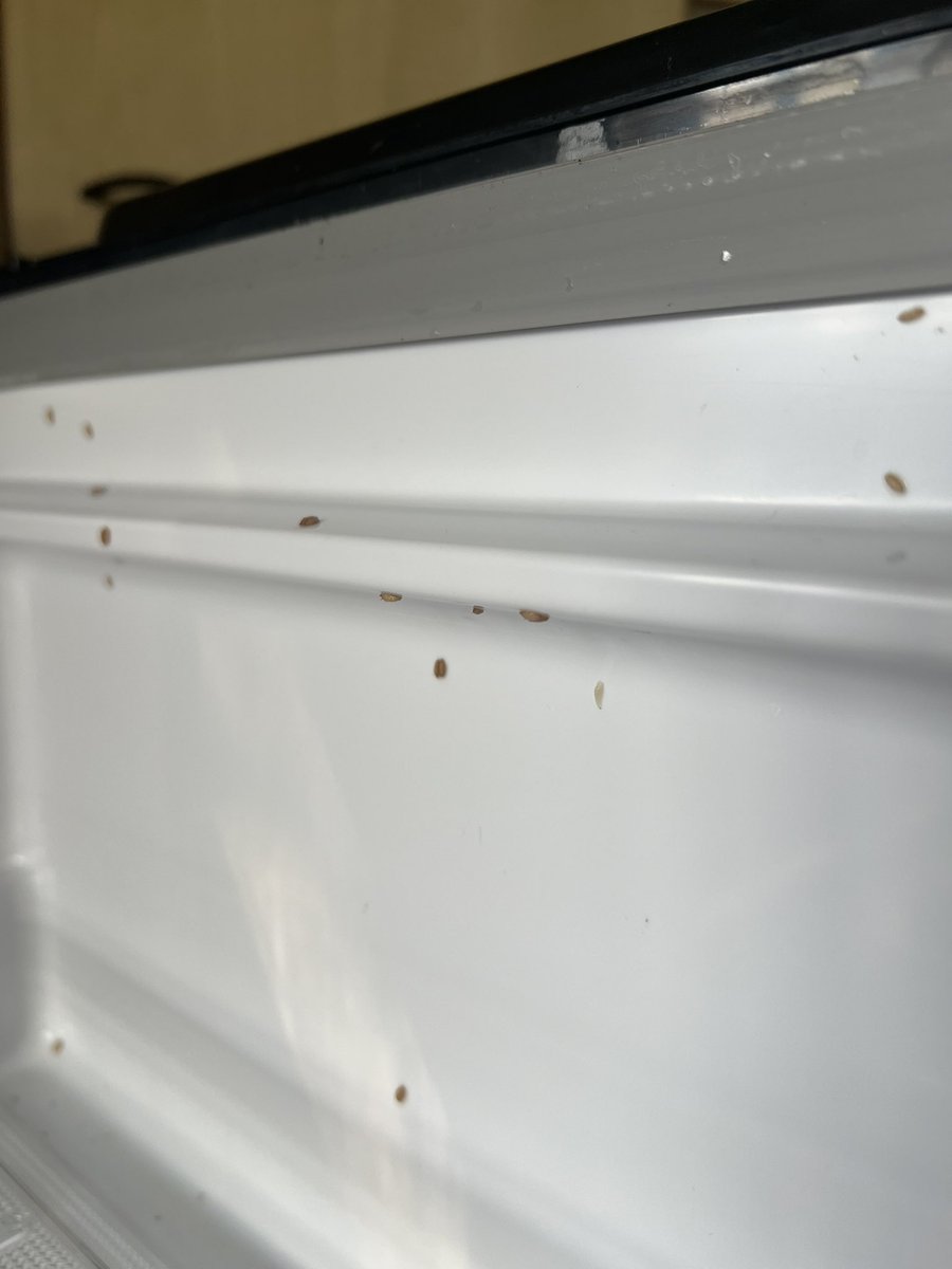 naimpestcontrol tweet picture