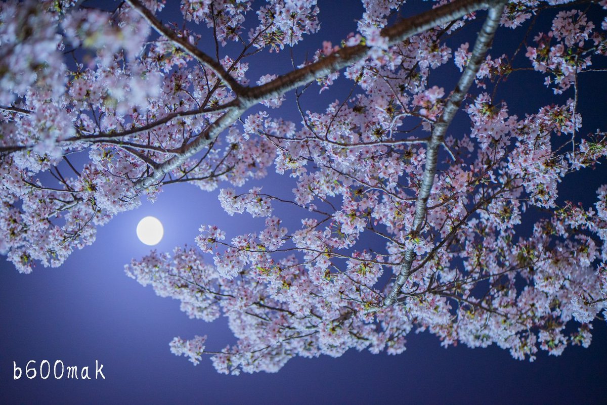 b600mak's tweet photo. 夜桜
 #夜桜
 #夜桜ライトアップ 
 #写真好きな人と繋がりたい https://t.co/Iu3RnF0E9l