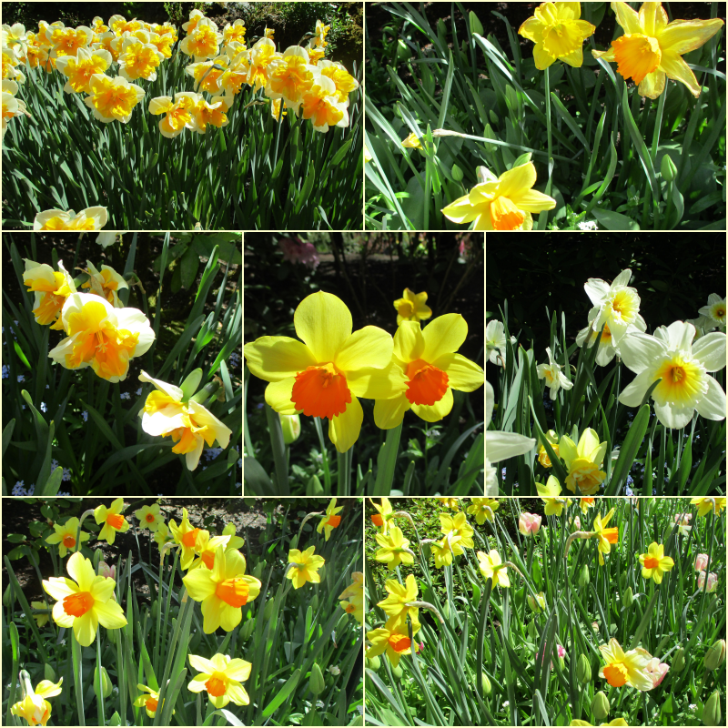 “Daffodils are yellow trumpets of spring.” ― Richard L. Ratliff
                                                    💛🧡💛
From my visit to The Butchart Gardens last spring...
#SevenOnSunday🌞#SundayYellow💛#daffodils🌼 #MyPhoto📷#quotes🔖#WritingCommunity✍️