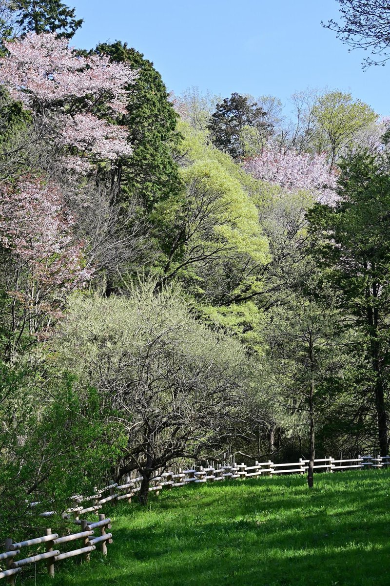 山間に咲き残った桜🌸🤗🌸2024.4狭山丘陵・武蔵村山市
#morningview #naturephoto  #自然 #自然写真　#自然公園 #里山民家 #狭山丘陵 #武蔵村山市 #springphotography #桜 #🌸 #cherryblossom