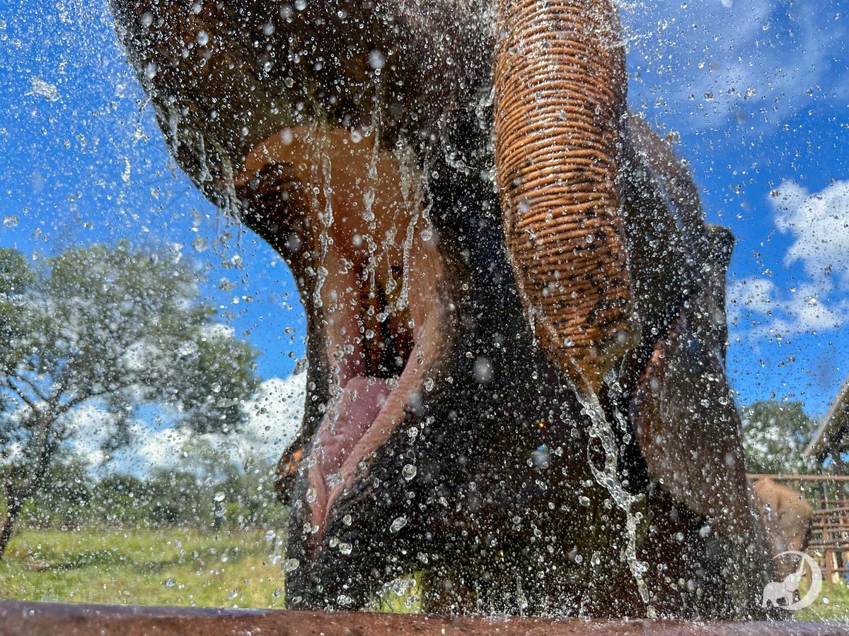 Rana opens her mouth to catch a spray of water. The elephants have a child-like joy around water. Is there something that brings you this much joy?